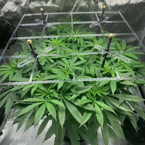 White Window growlog timeline photo
