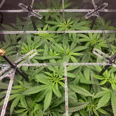 White Window growlog timeline photo