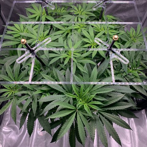 White Window growlog timeline photo