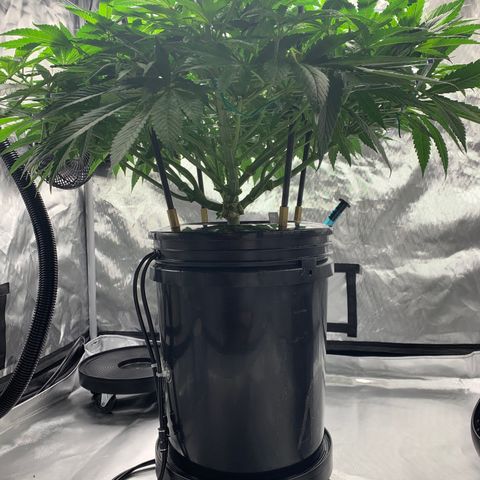 White Window growlog timeline photo