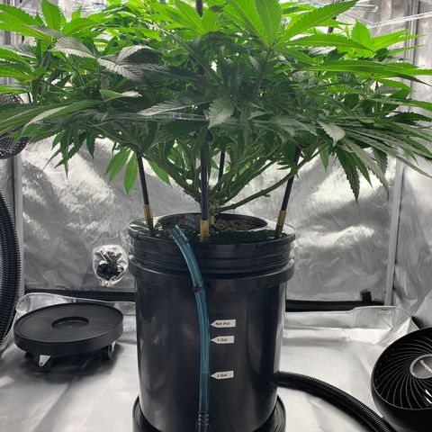 White Window growlog timeline photo