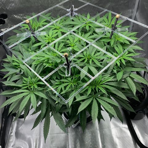 White Window growlog timeline photo