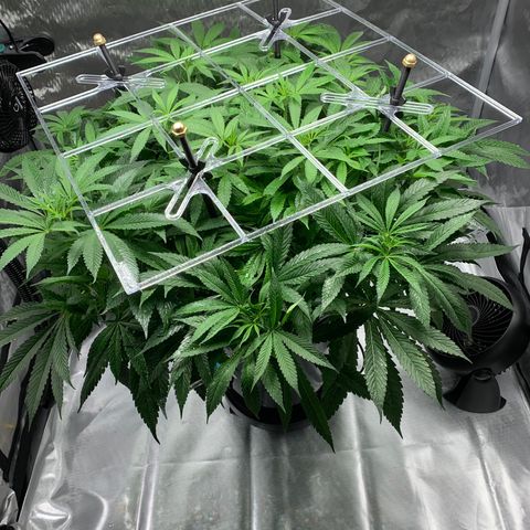 White Window growlog timeline photo