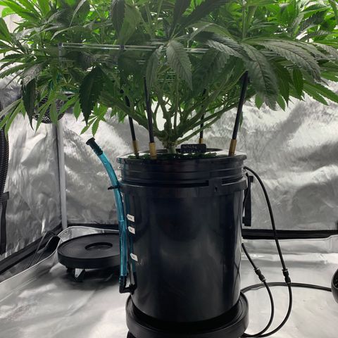 White Window growlog timeline photo
