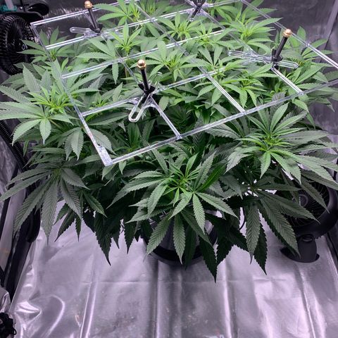 White Window growlog timeline photo