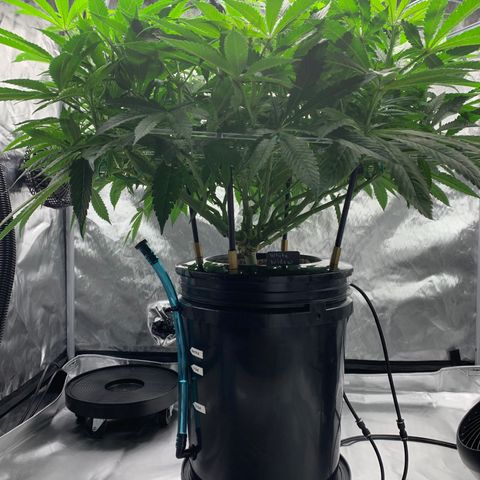 White Window growlog timeline photo