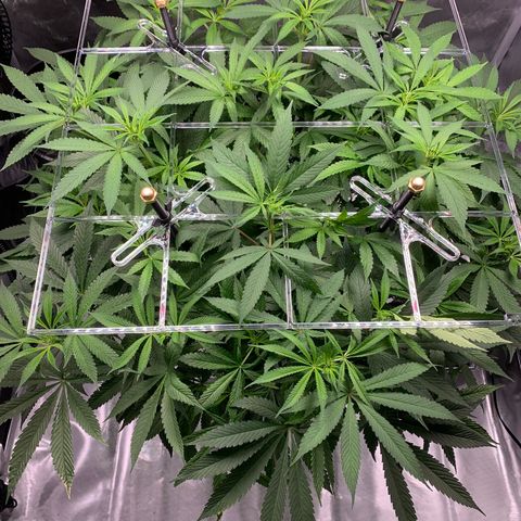 White Window growlog timeline photo