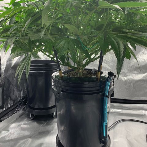 White Window growlog timeline photo