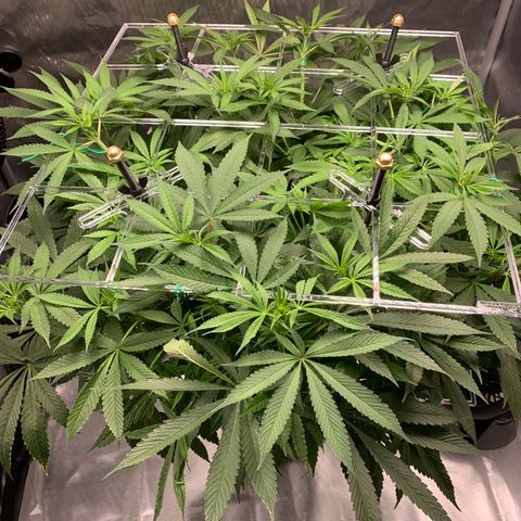 White Window growlog timeline photo