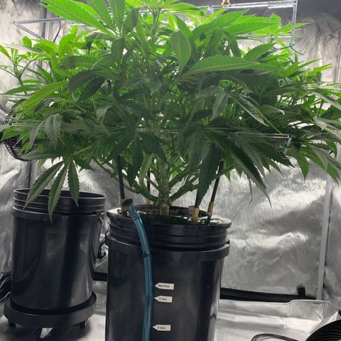 White Window growlog timeline photo