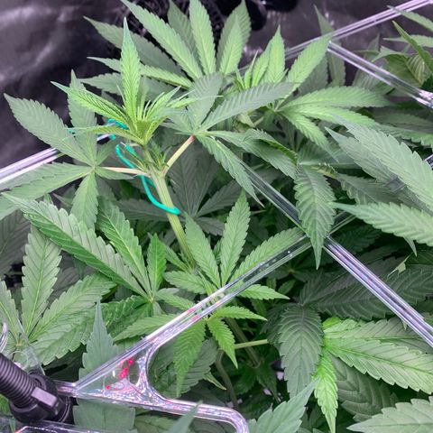 White Window growlog timeline photo