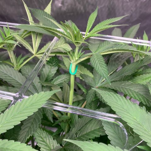 White Window growlog timeline photo