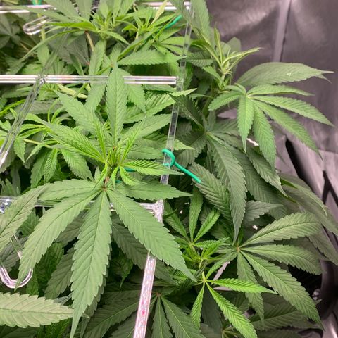 White Window growlog timeline photo