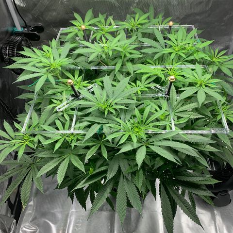 White Window growlog timeline photo
