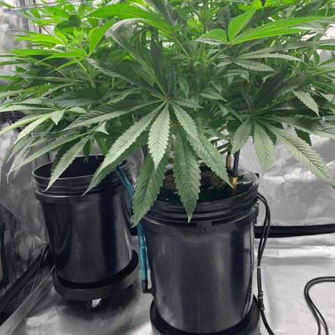White Window growlog timeline photo