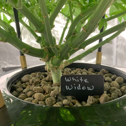 White Window growlog timeline photo