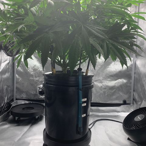 White Window growlog timeline photo