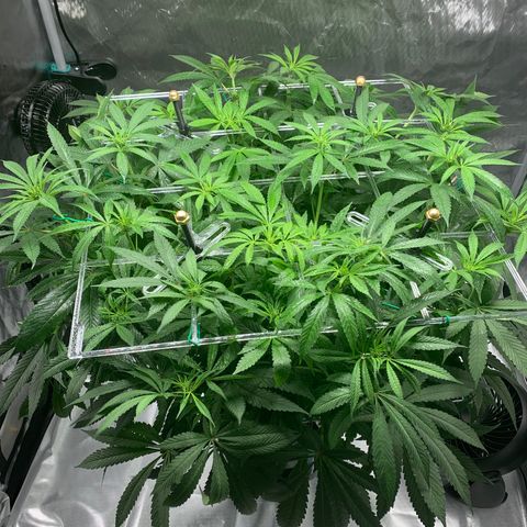 White Window growlog timeline photo