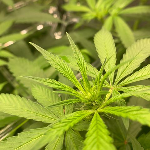 White Window growlog timeline photo