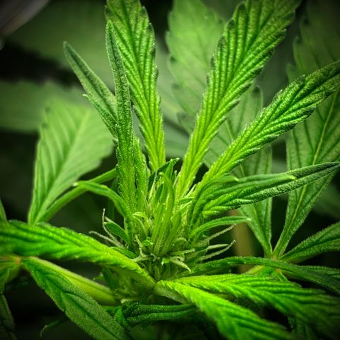 White Window growlog timeline photo