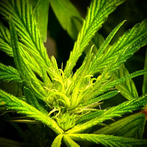 White Window growlog timeline photo