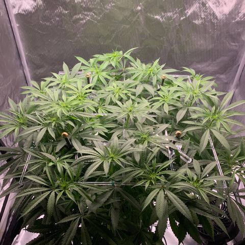 White Window growlog timeline photo