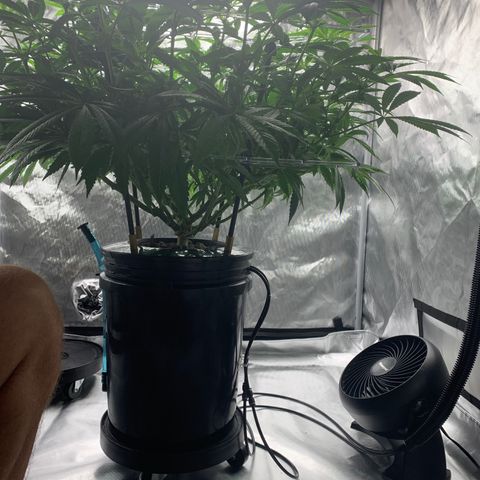 White Window growlog timeline photo