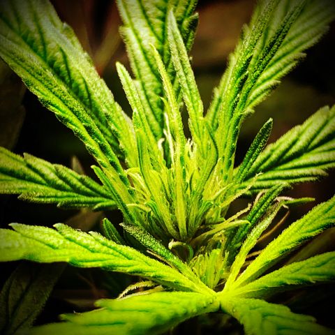 White Window growlog timeline photo