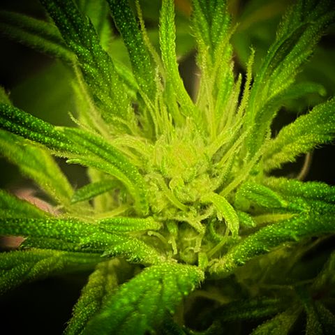 White Window growlog timeline photo