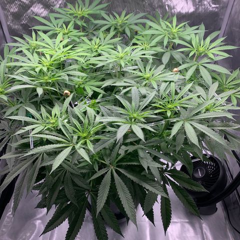 White Window growlog timeline photo