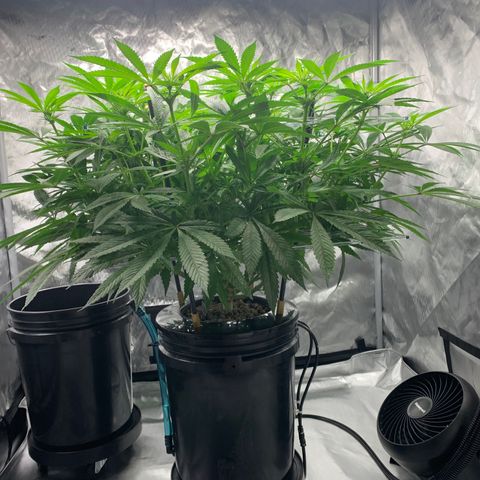 White Window growlog timeline photo