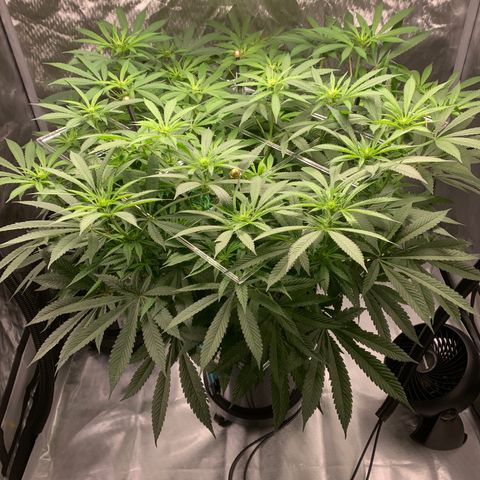 White Window growlog timeline photo