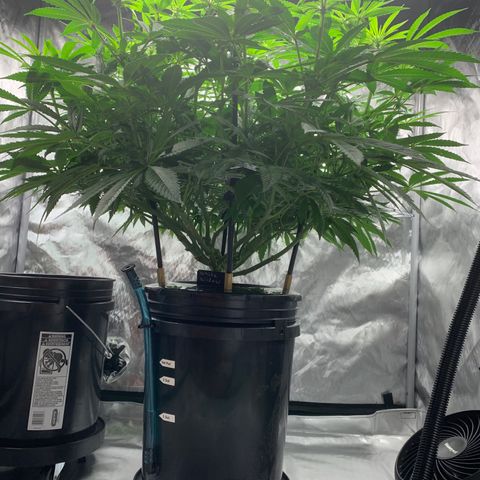 White Window growlog timeline photo