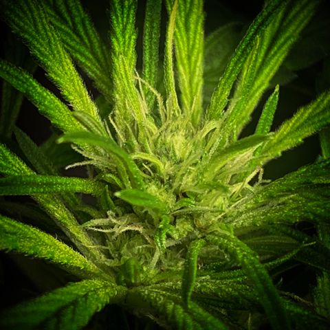 White Window growlog timeline photo