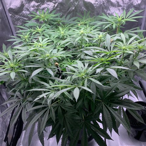 White Window growlog timeline photo