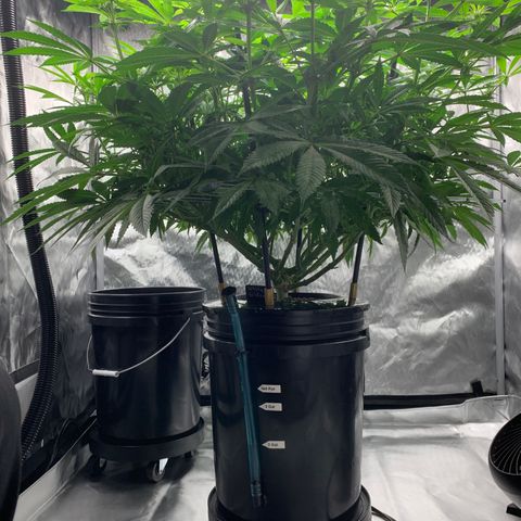 White Window growlog timeline photo