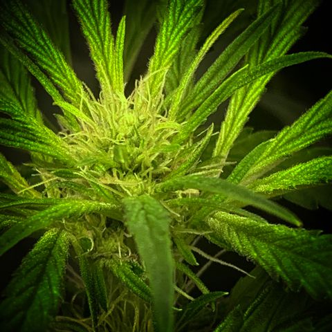 White Window growlog timeline photo