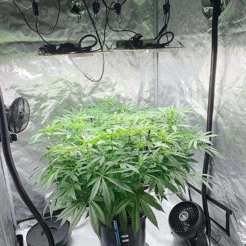 White Window growlog timeline photo
