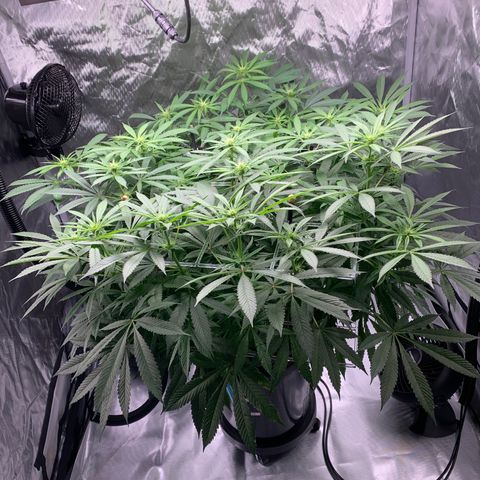 White Window growlog timeline photo