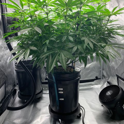 White Window growlog timeline photo