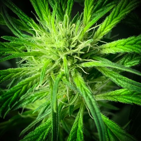 White Window growlog timeline photo