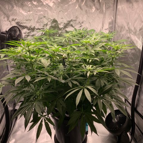 White Window growlog timeline photo