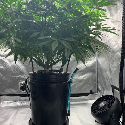 White Window growlog timeline photo