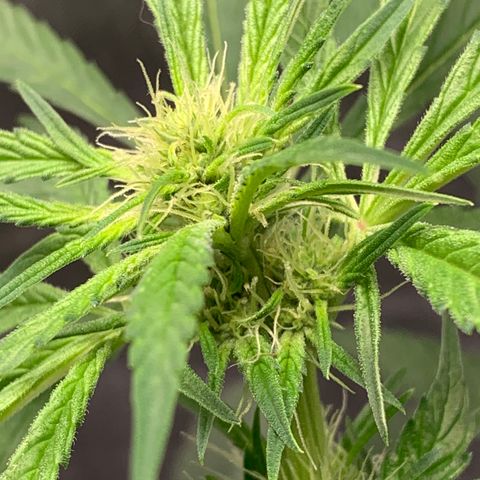White Window growlog timeline photo
