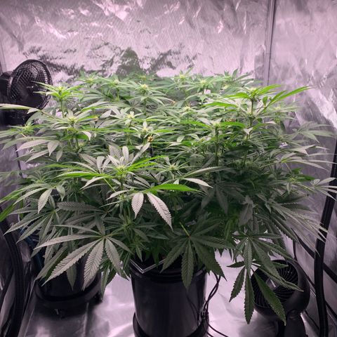 White Window growlog timeline photo
