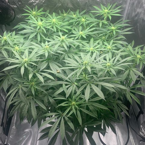White Window growlog timeline photo