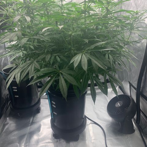White Window growlog timeline photo