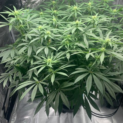 White Window growlog timeline photo