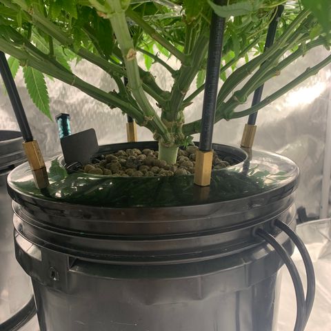 White Window growlog timeline photo