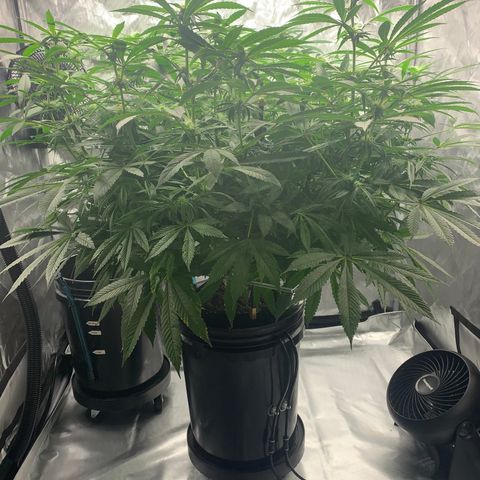 White Window growlog timeline photo